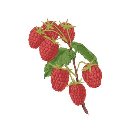 Red raspberry branch with growing fresh ripe berries and leaf. Vintage botanical drawing of fruit...