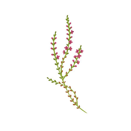 Calluna vulgaris herb. Common heather flower. Modern botanical drawing of wild field plant, delicate ling sprig. Flat vector illustration of pretty meadow wildflower isolated on white backgroundのイラスト素材