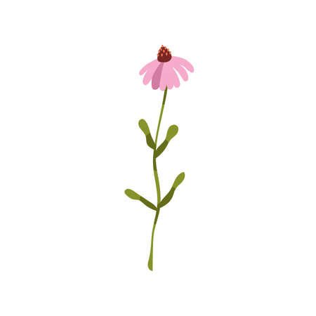 Echinacea purpurea flower. Coneflower, wild floral herb. Modern botanical drawing of blooming herbal plant. Colored flat vector illustration of wildflower with leaf isolated on white backgroundのイラスト素材