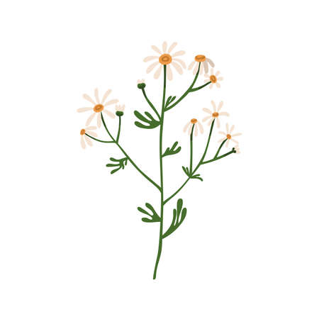 Chamomile flowers. Wild field camomile. Botanical drawing of blooming floral plant. Pretty delicate wildflower with stem and leaf. Colored flat vector illustration isolated on white backgroundのイラスト素材