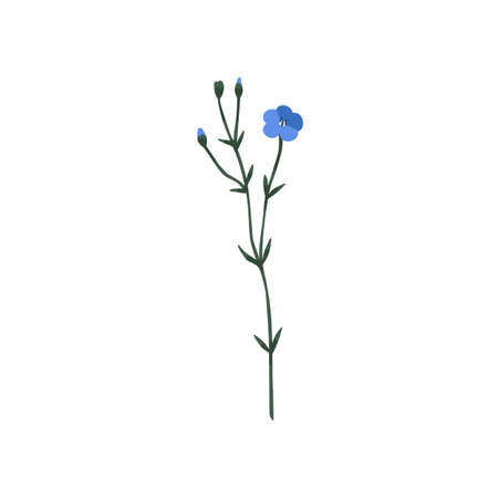 Blooming flax flower. Field floral plant with blue blossomed and unblown buds, stem. Modern botanical drawing of Linum usitatissimum. Colored flat vector illustration isolated on white backgroundのイラスト素材