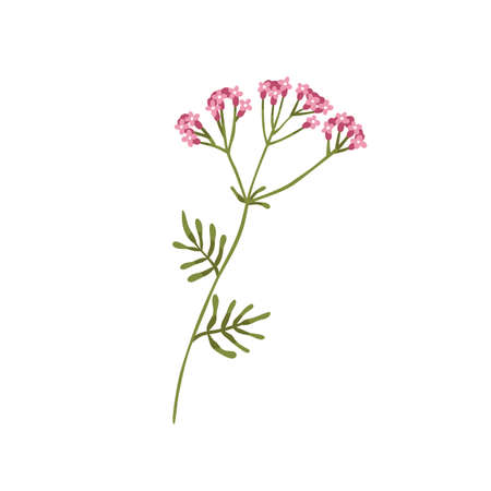 Valerian flower. Wild herb Valeriana officinalis. Floral herbal plant. Botany drawing of meadow medicinal flora. Modern botanical flat vector illustration of wildflower isolated on white backgroundのイラスト素材