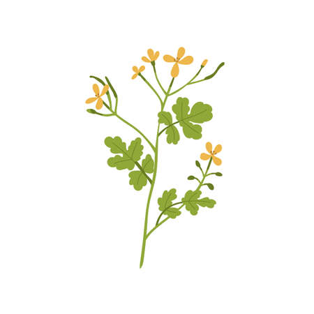 Celandines flower. Wild floral plant with blooms and leaf. Chelidonium, herb inflorescence. Herbal medicinal wildflower. Modern botanical flat vector illustration isolated on white backgroundのイラスト素材