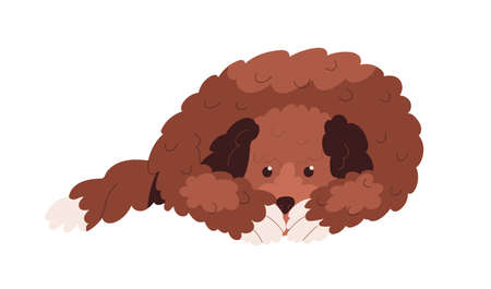 Labradoodle dog lying. Cute goldendoodle doggy covering muzzle with paws. Sad canine animal of doodle breed. Adorable puppy missing smb. Flat vector illustration isolated on white backgroundのイラスト素材