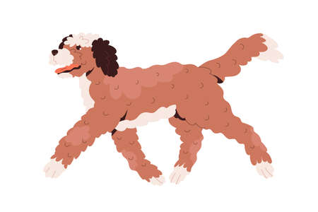 Labradoodle dog walking. Happy cute goldendoodle doggy with curly wavy hair. Fluffy canine animal of doodle breed. Friendly cheerful puppy. Flat vector illustration isolated on white backgroundのイラスト素材