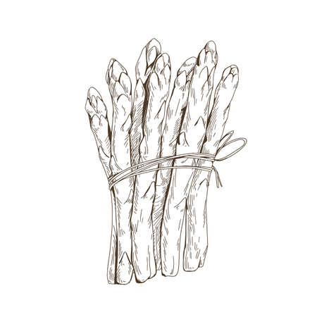 White asparagus sprouts bunch. Outlined vintage drawing of food plant bundle tied with string. Sparrow grass stems, detailed sketch in retro style. Isolated hand-drawn contoured vector illustrationのイラスト素材