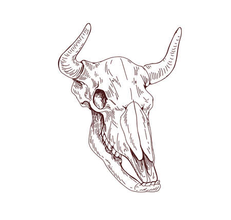Cows skull. Dead animals head bone with horns. Vintage anatomy drawing of engraved skeleton. Outlined cranium sketch. Contoured hand-drawn vector illustration isolated on white backgroundのイラスト素材