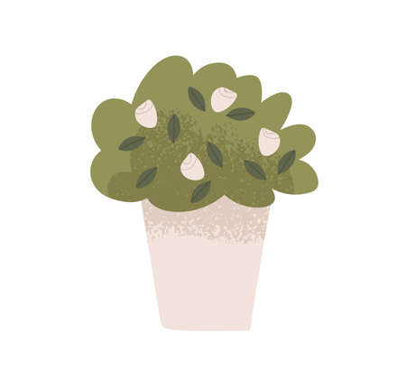 Potted home plant with blossomed flowers. Floral houseplant growing in flowerpot. Green leaf, blooms decor for house and office. Room decoration. Flat vector illustration isolated on white backgroundのイラスト素材
