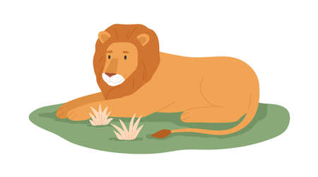 Lion, king animal relaxing on grass. Wild feline with mane lying. Jungle habitant. African tropical carnivore. Flat vector illustration of exotic lionet isolated on white backgroundのイラスト素材