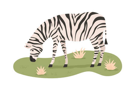 African zebra grazing, standing on grass. Wild striped animal eating. Savanna habitant. Tropical herbivore. Flat vector illustration isolated on white backgroundのイラスト素材