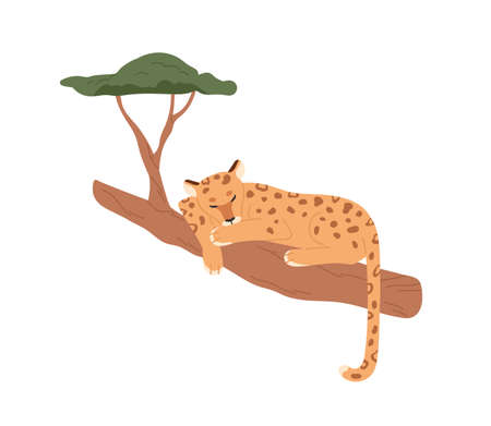 Leopard relaxing on branch. Wild African feline sleeping in jungle. Tropical spotted mammal. Africa inhabitant. Exotic carnivore lying, resting. Flat vector illustration isolated on white backgroundのイラスト素材