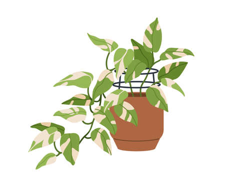Scindapsus, potted house plant with leaf variegation. Houseplant with bicolor variegated foliage. Devil s ivy, natural green home decor. Flat vector illustration isolated on white backgroundのイラスト素材