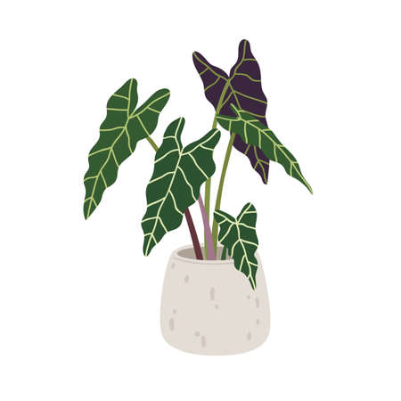 Alocasia amazonica, potted house plant with big leaf. Green houseplant growing in planter. Foliage decoration for home and office interior. Flat vector illustration isolated on white backgroundのイラスト素材
