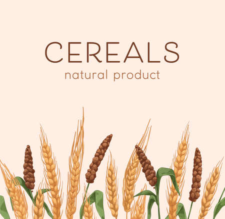 Cereal plants border on background with grain crops, barley and millet drawing. Natural food cover with spikelets, ears, seeds. Package design template. Realistic hand-drawn vector illustrationのイラスト素材