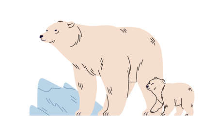 White polar bears family in wild nature. Arctic Northern animals, mother and baby cub in cold winter among ice, snow. North Pole wildlife. Isolated flat vector illustrationのイラスト素材