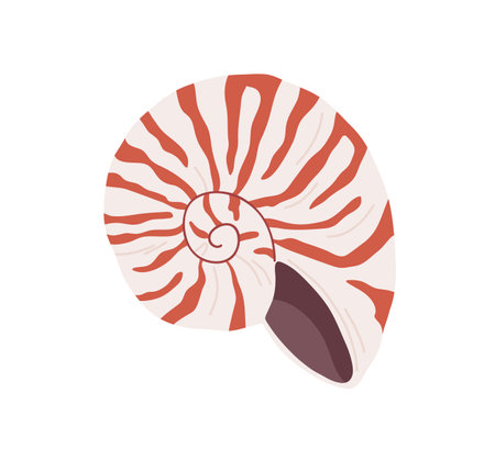 Snail seashell. Marine underwater swirled sea shell of round spiral shape. Undersea mollusc. Mollusk, shellfish. Under water bicolor striped clam. Flat vector illustration isolated on white backgroundのイラスト素材