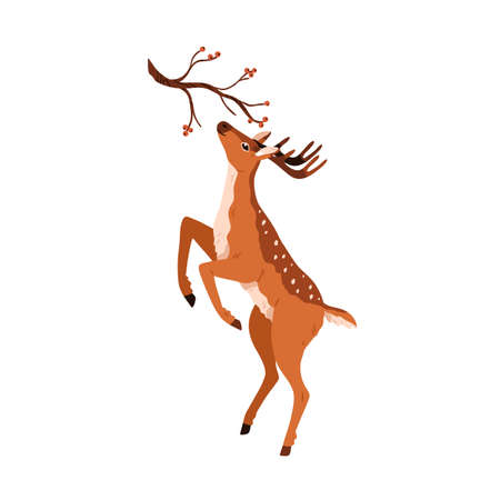 Cute deer eating, stretching to berry branch. Baby reindeer. Graceful spotted fawn. Adorable animal standing on hind legs. Colored flat vector illustration isolated on white backgroundのイラスト素材