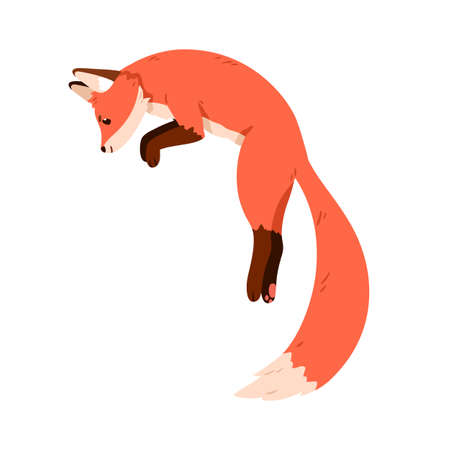Cute fox jumping up and hunting. Wild forest animal profile in motion. Funny foxy pup character with orange fur, fluffy tail. Flat vector illustration isolated on white backgroundのイラスト素材
