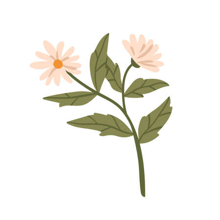 Camomile flower, floral blooming herbaceous plant. Wild field chamomile. Healing medicinal herb, wildflower with leaf and florescence. Botanical flat vector illustration isolated on white backgroundのイラスト素材