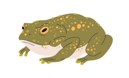 Caucasian toad, Bufo verrucosissimus. Green frog with parotoid glands on skin. Amphibian reptile, wild animal. Flat graphic vector illustration isolated on white backgroundのイラスト素材