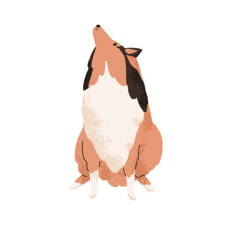 Cute dog of Sheltie breed. Tricolor doggy, purebred Shetland Collie. Adorable lovely Scottish tri-color canine animal looking up, howling. Flat vector illustration isolated on white backgroundのイラスト素材