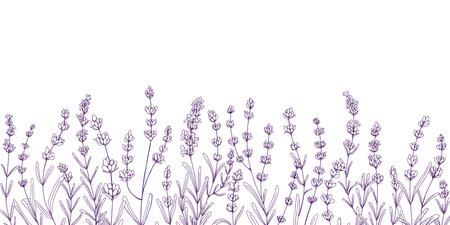 Lavender flowers, botanical border. Engraved lavanda, floral design. Decor with lavendar blooms, plants, French Provence herbs. Hand-drawn contoured vector illustration isolated on white backgroundのイラスト素材