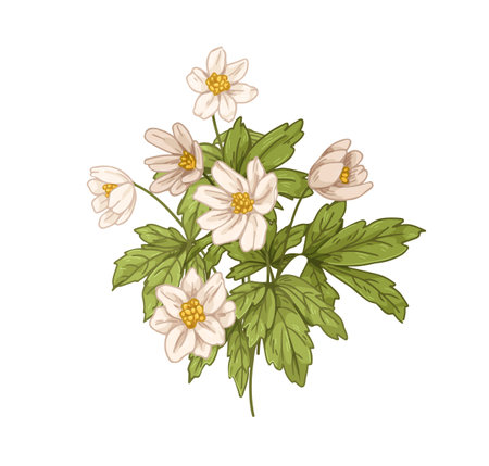 Windflower, botanical drawing in retro style. Delicate anemone flowers with leaves. Blossomed floral plant, blooms and leaf. Realistic botany drawn vector illustration isolated on white backgroundのイラスト素材