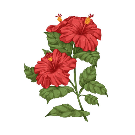 Hibiscus, red flowers, leaves. Botanical vintage drawing of blossomed floral plant. Realistic gorgeous exotic blooms with leaf. Hand-drawn detailed vector illustration isolated on white backgroundのイラスト素材