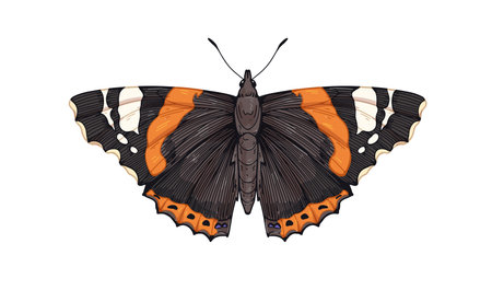 Red admiral admirable, butterfly species. Vanessa Atalanta, flying insect, pretty moth with wings drawn in vintage retro realistic style. Vector drawing, illustration isolated on white backgroundのイラスト素材