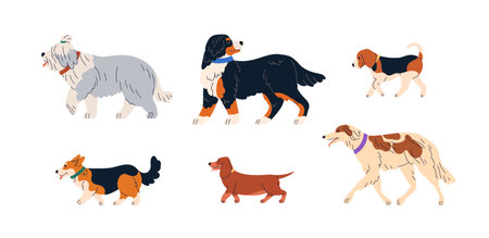 Cute dogs walking. Canine animals breeds profiles set. Purebred doggies of Bobtail, Sennenhund, Beagle, Corgi, Dachshund and Borzoi pedigree. Flat vector illustrations isolated on white backgroundのイラスト素材