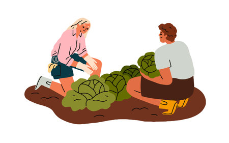 Farmer couple collecting vegetables, picking harvest, cabbages from garden bed. Family work at farm field, cultivating food crops together. Flat vector illustration isolated on white backgroundのイラスト素材