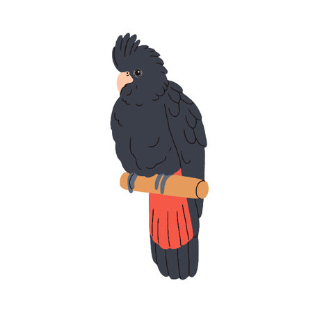 Red-tailed Banksian black cockatoo. Exotic parrot sitting on perch. Cute tropical birdie. Funny amusing jungle bird with crest, parakeet. Flat vector illustration isolated on white backgroundのイラスト素材