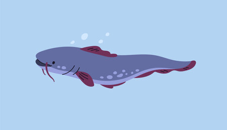 Wels catfish swimming in river water. Freshwater fish with barbels in lake underwater. Sheatfish side view, floating in aqua. Flat vector illustrationのイラスト素材