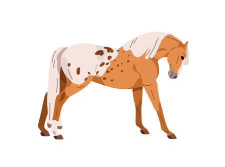 Spotted horse of Appaloosa breed. Stallion doing stretching exercise in standing position, pose, side view. Steed, spotty equine animal. Flat vector illustration isolated on white backgroundのイラスト素材