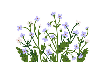 Forget-me-nots, spring flowers group, cluster decoration. Decorative wildflowers, blossomed blooms and leaves. Floral botanical decor. Flat graphic vector illustration isolated on white backgroundのイラスト素材