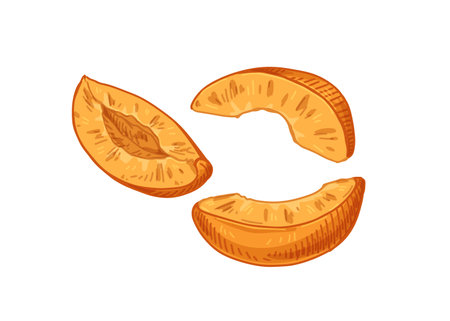 Fruit wedges, apricot pieces in realistic vintage style. Detailed drawing, peach parts, cut slices composition. Natural vitamin food. Hand-drawn retro vector illustration isolated on white backgroundのイラスト素材