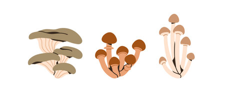 Oyster mushroom, honey fungus, shimeji. Autumn fall edible fungi clusters, bunches set. Natural vegetarian forest food plants. Botanical flat vector illustrations isolated on white backgroundのイラスト素材