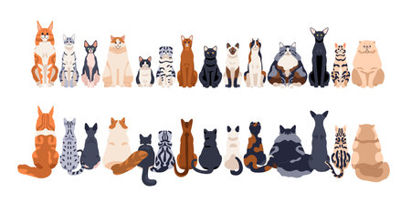 Cats row of different breeds, front and back rear views, tails. Cute feline animals sitting in line, horizontal border. Many kitties, pussycats. Flat vector illustration isolated on white backgroundのイラスト素材