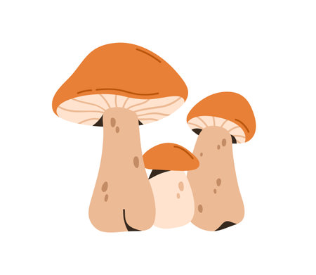 Leccinum fungi. Edible forest mushrooms. Fresh fall seasonal boletus composition. Autumn fungus, cap and stalk. Botanical flat vector illustration isolated on white backgroundのイラスト素材