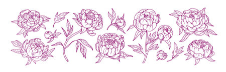 Blossomed peony flowers set. Floral plants, Japanese gorgeous blooms, retro drawings. Beautiful Japan oriental buds. Detailed botanical hand-drawn vector illustration isolated on white backgroundのイラスト素材