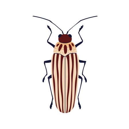 Striped blister beetle. Insect species icon. Elongated long bug with lines pattern, top above view. Summer fauna. Flat graphic vector illustration isolated on white backgroundのイラスト素材