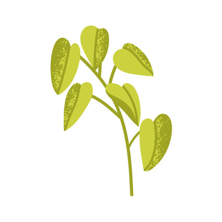 Leaf branch, plant. Green leaves, greenery, delicate natural botanical design element, floral decoration. Fresh organic ficus sprig, foliage twig. Flat vector illustration isolated on white backgroundのイラスト素材