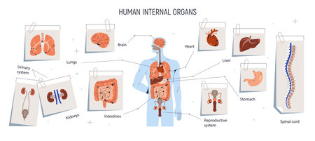 Internal inner organs, human body chart. Anatomical infographic, diagram with brain, intestine, heart, spinal cord and lungs. Male anatomy. Flat vector illustration isolated on white backgroundのイラスト素材