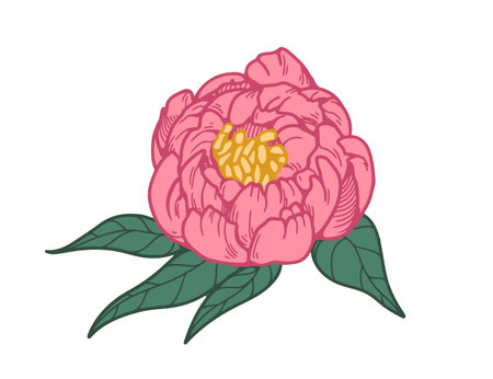 Peony flower bud in vintage style. Japanese Asian floral blossom, retro drawing. Botanical design element, decorative garden bloom. Hand-drawn vector illustration isolated on white backgroundのイラスト素材