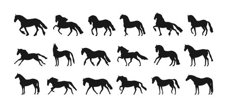 Horse silhouettes set. Stallions galloping, walking, trotting, leaping and running, movement poses. Equine animal figures in motion, profiles. Flat vector illustration isolated on white backgroundのイラスト素材