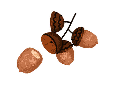 Acorn branch. Oak tree twig with oaknuts, dry caps, shells and seeds. Autumn decoration. Fall seasonal botanical design element. Forest decor. Flat vector illustration isolated on white backgroundのイラスト素材