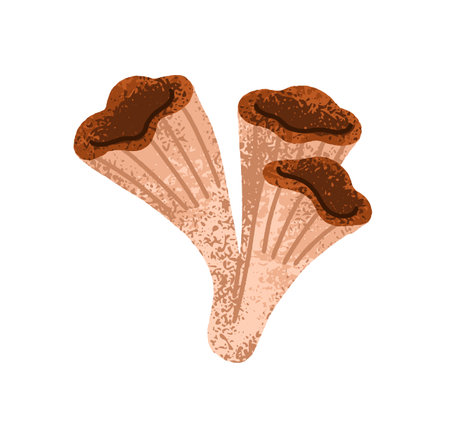 Mushrooms, fall seasonal fungi with gilled caps and stalk. Autumn trumpet fungus, natural food, chanterelles. Botanical flat graphic vector illustration isolated on white backgroundのイラスト素材