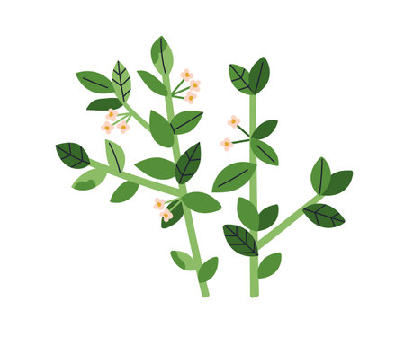 Floral plants. Gentle delicate blooming branches with summer blossoms, leaves. Beautiful wildflowers with fragile buds. Botanical natural flat vector illustration isolated on white backgroundのイラスト素材