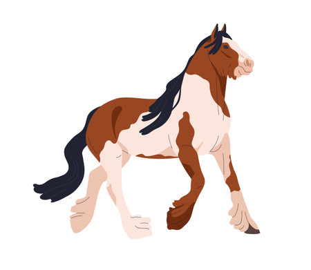 Gypsy Cob horse walking. Piebald equine animal with feathered legs, spots and patches pattern on coat. Thoroughbred stallion breed trotting. Flat vector illustration isolated on white backgroundのイラスト素材