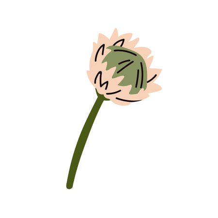 Protea flower bloom. Big gorgeous South African blossom with delicate lush petals and stem. Showy elegant gentle floral botanical decoration. Flat vector illustration isolated on white backgroundのイラスト素材